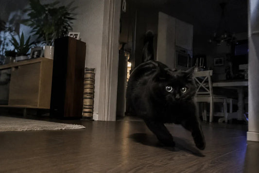 Why Does Your Cat Suddenly Start Running Around the House at Night?