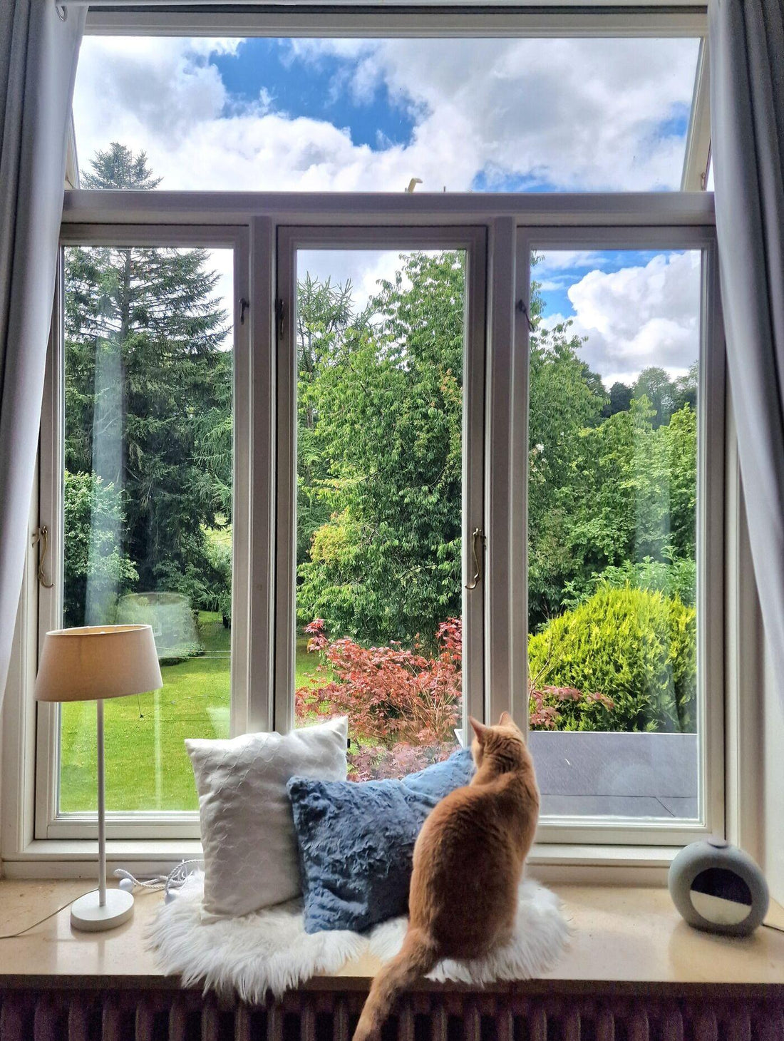 Does Your Cat Like to Roam Free Outside? It Might Be Time to Think Twice