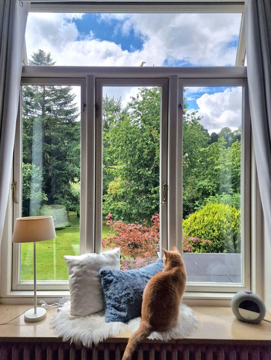 Does Your Cat Like to Roam Free Outside? It Might Be Time to Think Twice