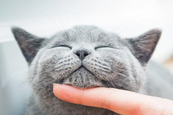 Cat Loyalty and Independence: Myths, Truths, and Fascinating Facts About Our Feline Friends